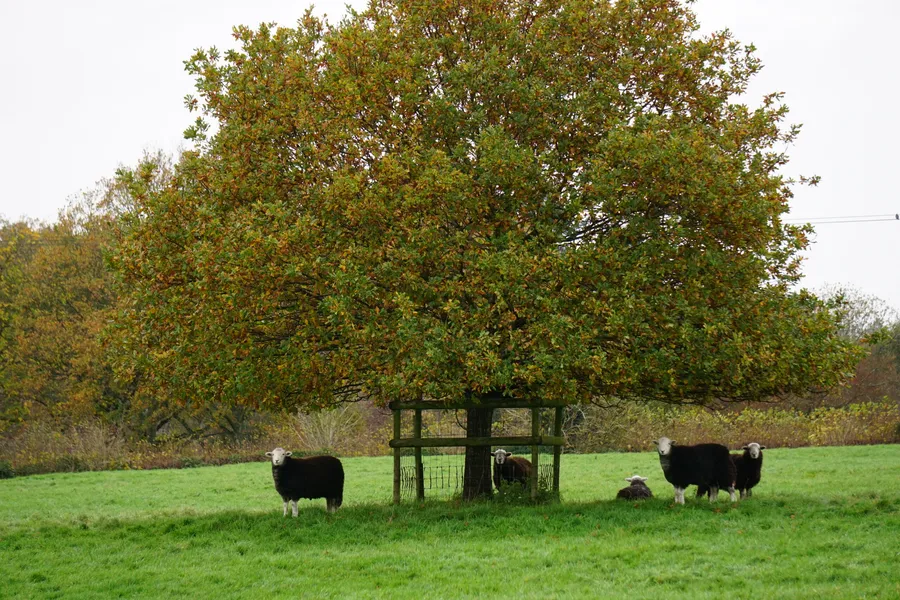 Wold & Wheel in the Northern Cotswolds
