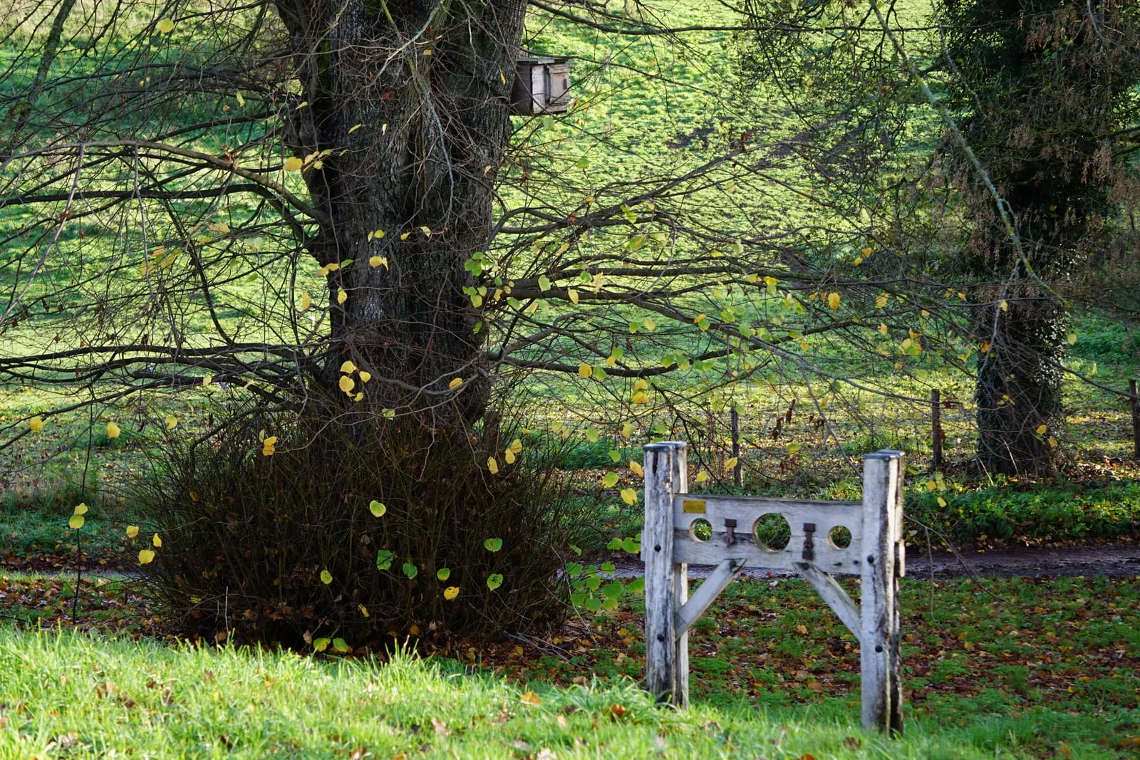 The old village stocks under a bare autumn tree on the green at Swinbrook